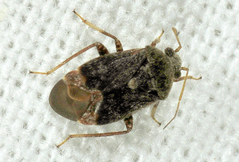 Miridae: Charagochilus gyllenhalii